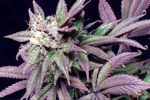 Кракен наркотики россия