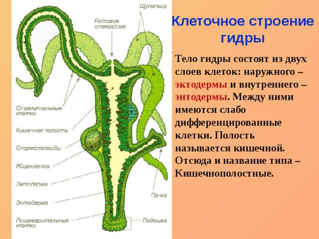 Кракен даркнет ссылка зеркало