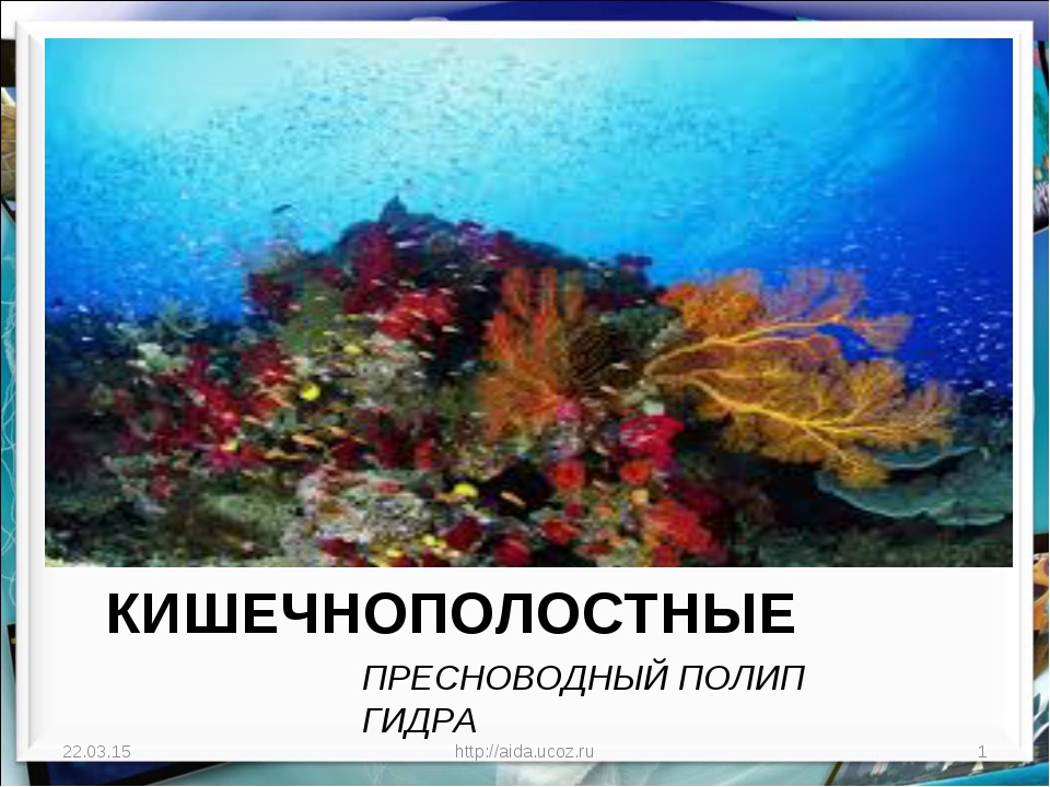 Kraken зеркало официальный